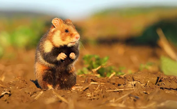 Sevimli vahşi hamster