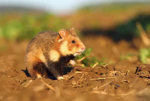 Alan üzerinde ortak hamster — Stok fotoğraf