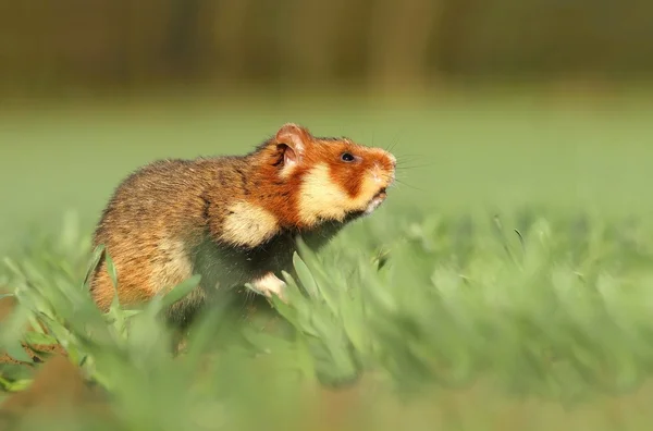 Common hamster on field — Stock Photo, Image