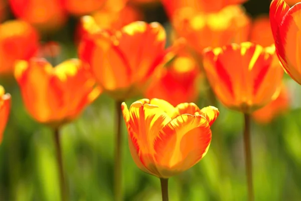Tulipanes variados en primavera —  Fotos de Stock