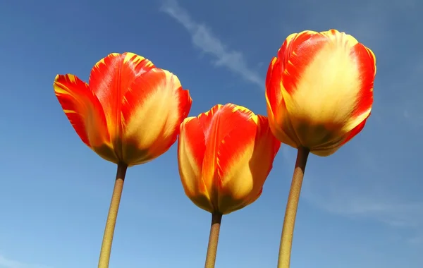 Tiga tulip terhadap langit — Stok Foto