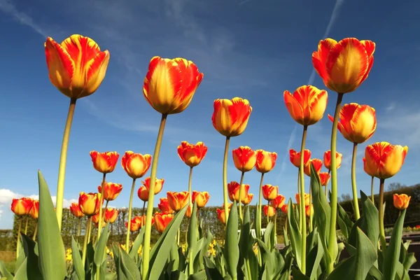 Jardín con tulipanes —  Fotos de Stock