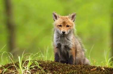 Tilki yavrusu ormanda