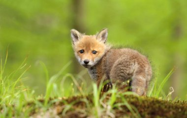 Bebek fox bakarak geri