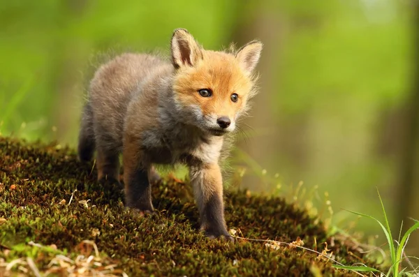 På den första prospekteringsborrningen — Stockfoto