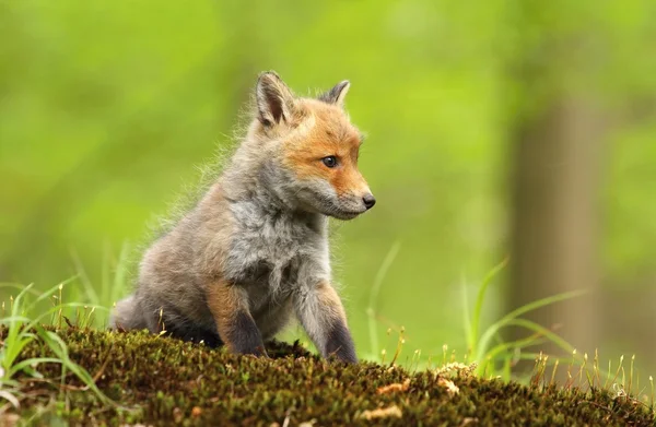 Pequena raposa sentado — Fotografia de Stock