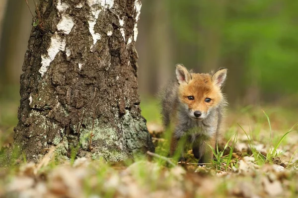 Baby fox och Björk träd — Stockfoto