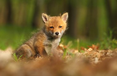 Fox gözleri daralma