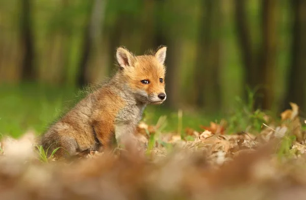 Smart baby fox — Stockfoto