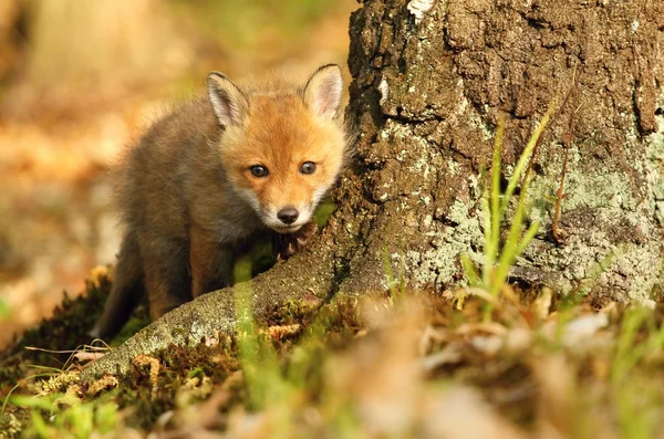 Little fox explorer — Stock Photo, Image