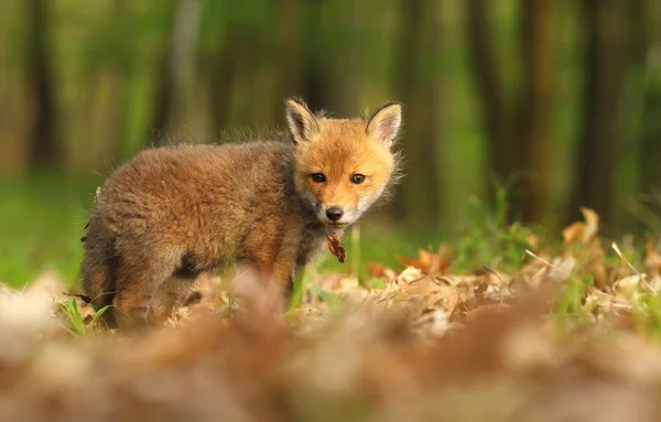 Weinig wild fox — Stockfoto