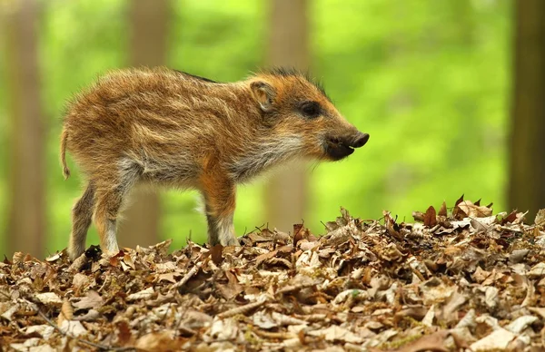 Schattig Wild zwijn — Stockfoto