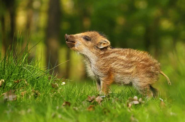 Adorável bebê javali selvagem — Fotografia de Stock