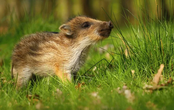 Baby wild boar sniffing — Stock Photo, Image