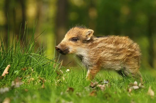 Striped wild piglet — Stock Photo, Image