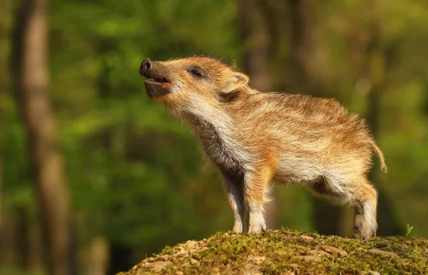 Mooi baby wild zwijn — Stockfoto