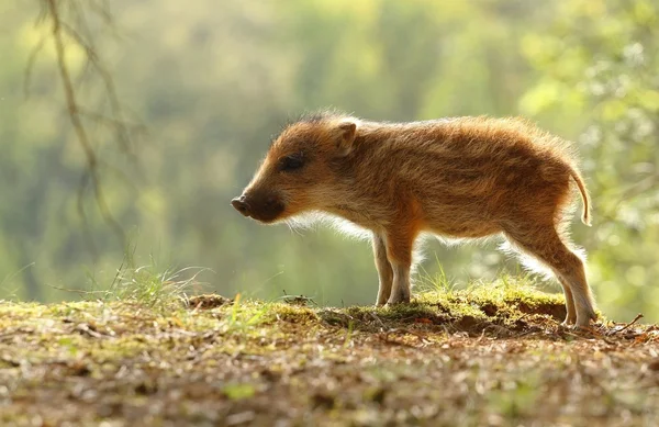 Gestreepte wild Knorretje — Stockfoto