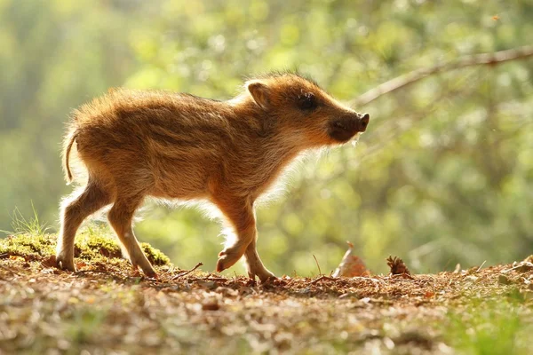 Niedliches Wildschweinbaby — Stockfoto
