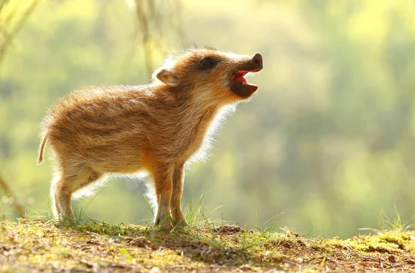 Baby zwijnen kauwen — Stockfoto