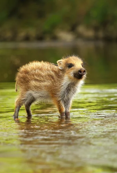 Adorable wild piglet in water — Stock Photo, Image