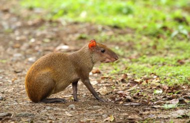Tropikal kemirgen Dasyprocta leporina