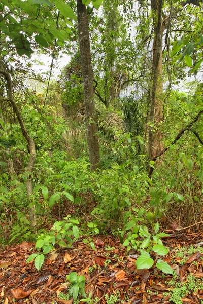 Tropisch regenwoud in Panama — Stockfoto