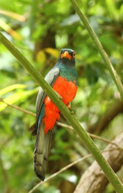 Rengarenk papağan Trogon massena