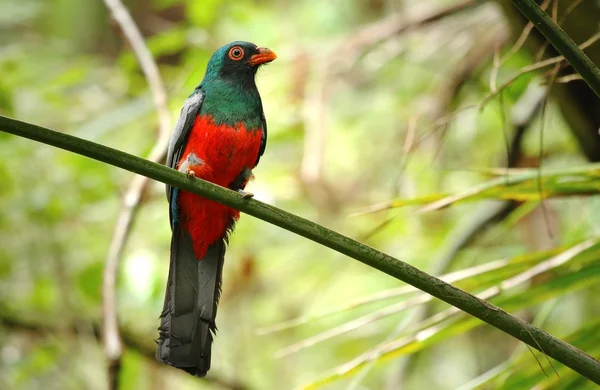 Loro Trogon massena — Foto de Stock