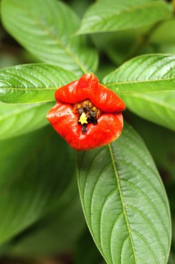 Çiçek açan Psychotria poeppigiana