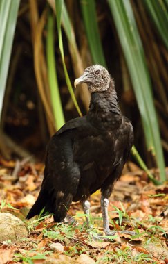 Siyah tropikal akbaba