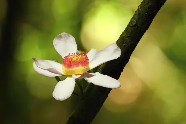 Gustavia poeppigiana in fiore — Foto Stock