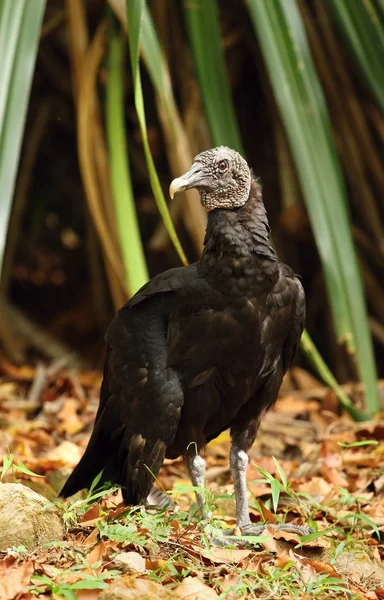 Black tropical condor — Stock Photo, Image