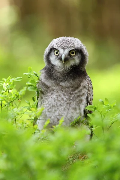 Jeune hibou dans la forêt — Photo