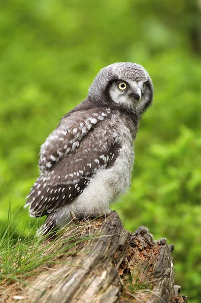 Baby owl Surnia ulula — Stock Photo, Image