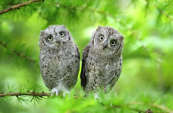 Scops owl brothers — Stock Photo, Image