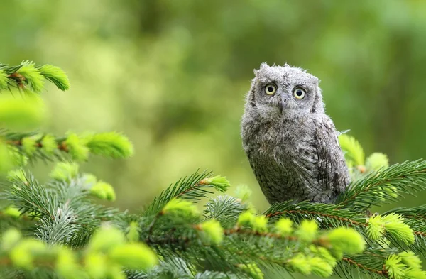 Common scops owl — Stock Photo, Image