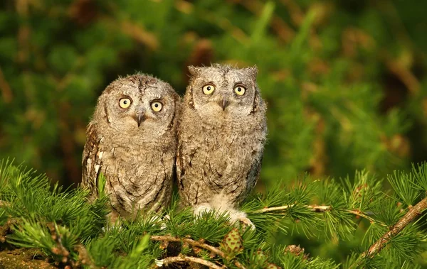 Otus scops owl siblings — Stock Photo, Image