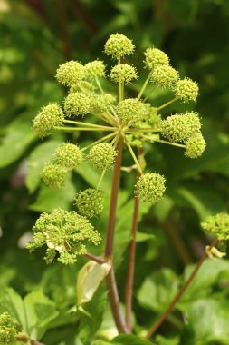 Şifa Archangelica officinalis