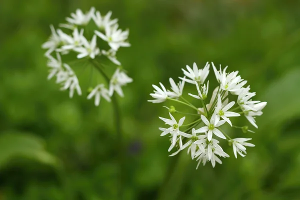 Vindecare Allium ursinum — Fotografie, imagine de stoc
