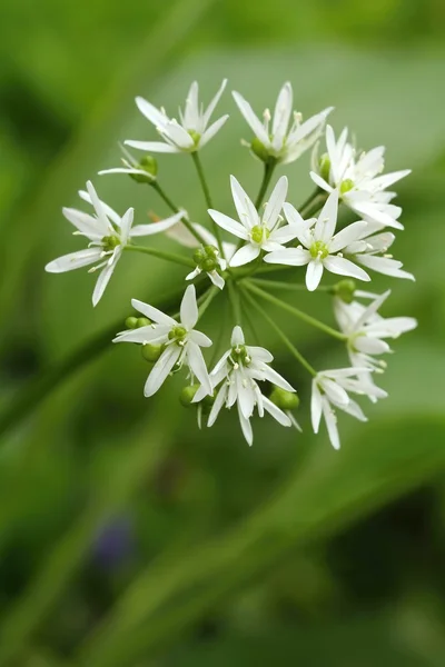 Curative Allium ursinum — Fotografie, imagine de stoc