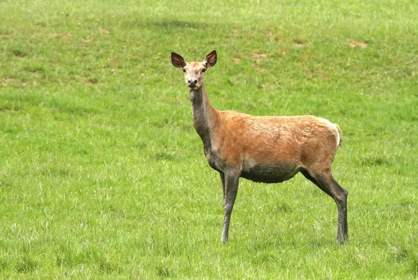 Red deer female — Stock Photo, Image