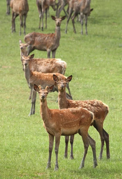 Young deer in herd — Stock Photo, Image