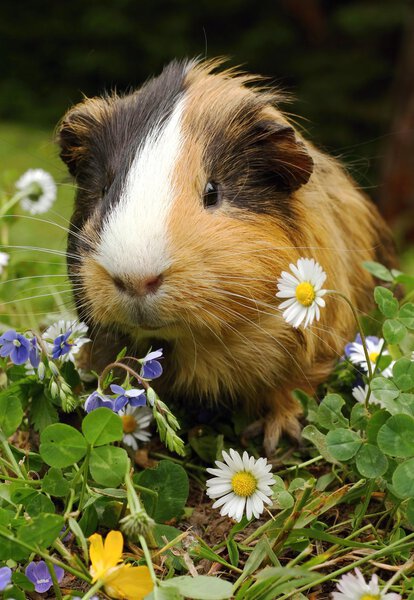 Guinea pig in flowers Stock Image