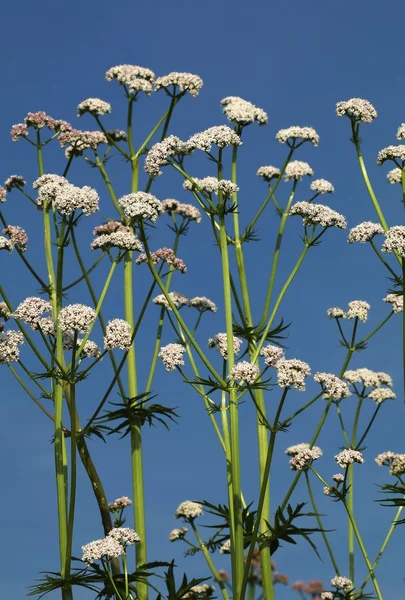 Valeriana officinalis w kwiat — Zdjęcie stockowe