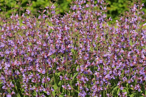 Salvia officinalis ανθισμένα — Φωτογραφία Αρχείου