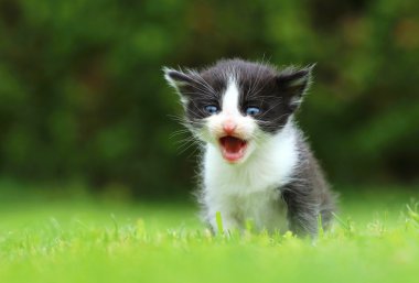 siyah beyaz kedi yavrusu