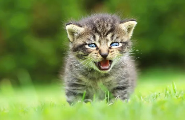 Gatinho tigrado miando — Fotografia de Stock