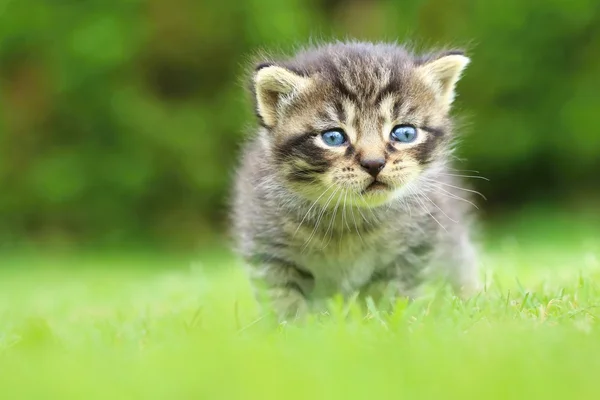 Little tabby kitty — Stock Photo, Image