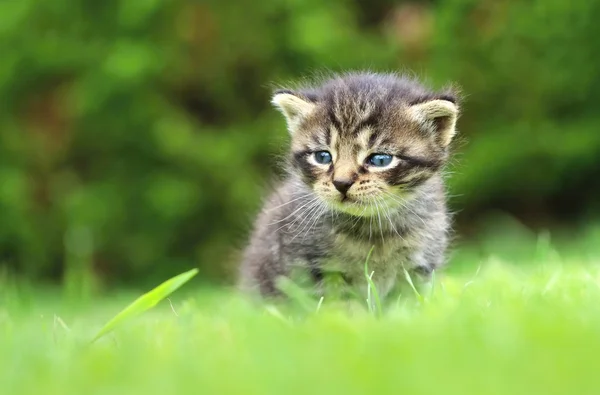 可爱的虎斑猫咪 — 图库照片