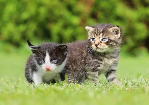 사랑 스러운 작은 고양이 — 스톡 사진